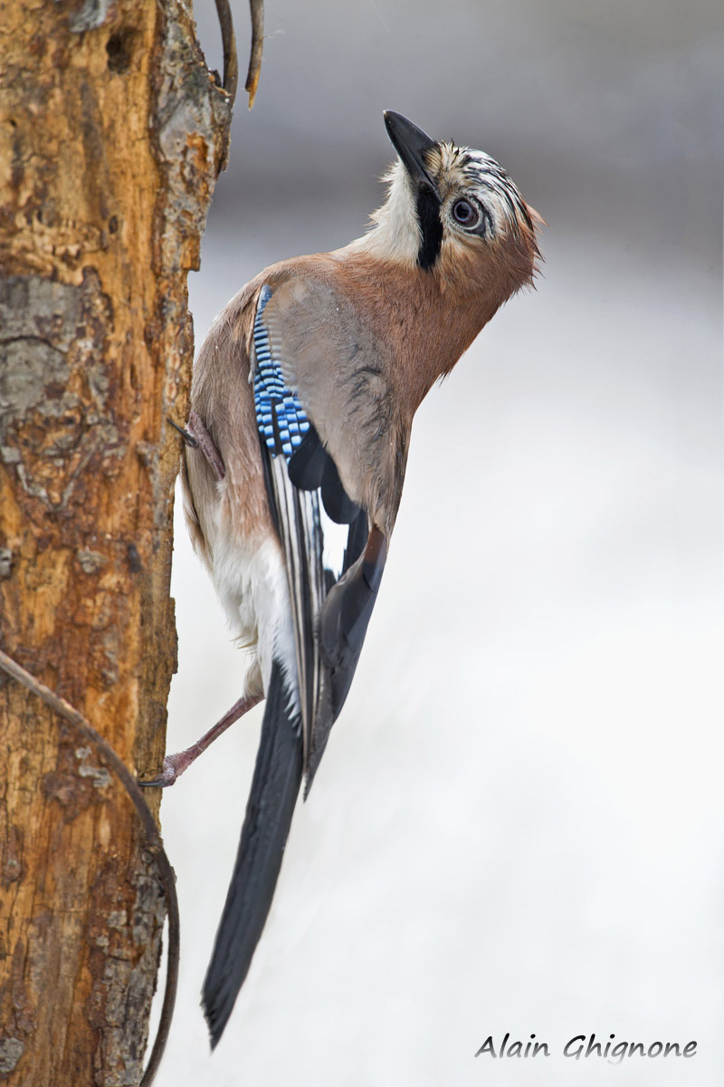 ghiandaie valdostane...